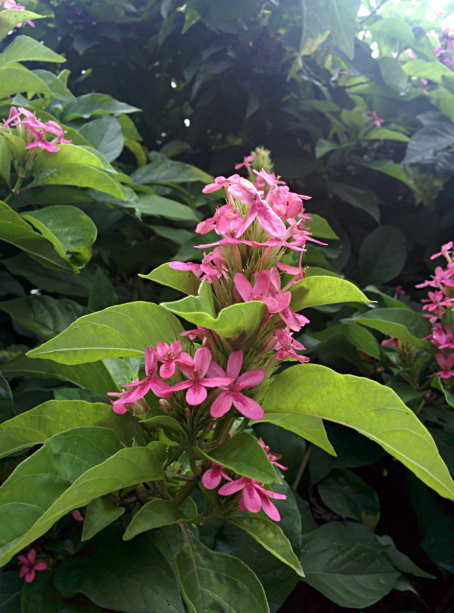 x Ruttyruspolia 'Phyllis van Heerden'