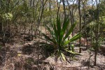 Furcraea foetida