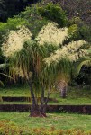 Beaucarnea recurvata