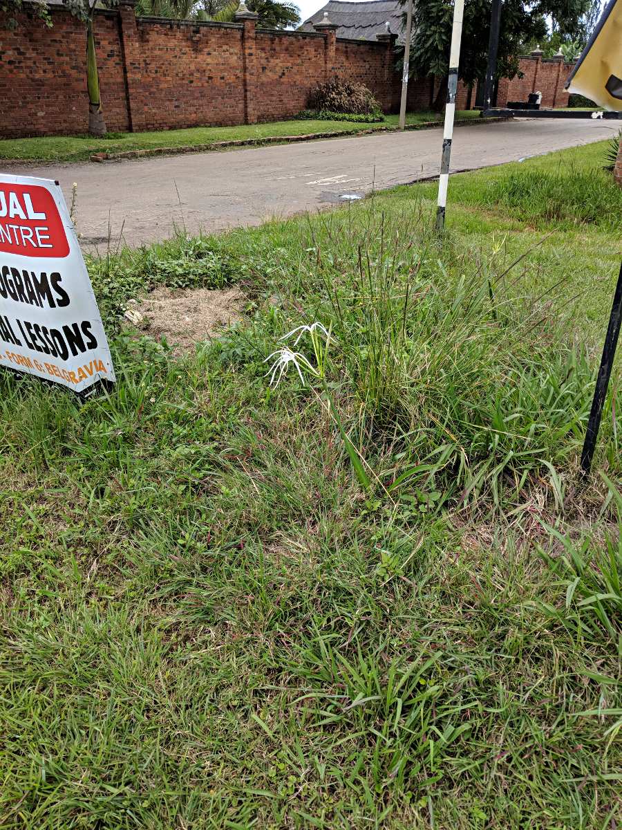 Ismene narcissiflora