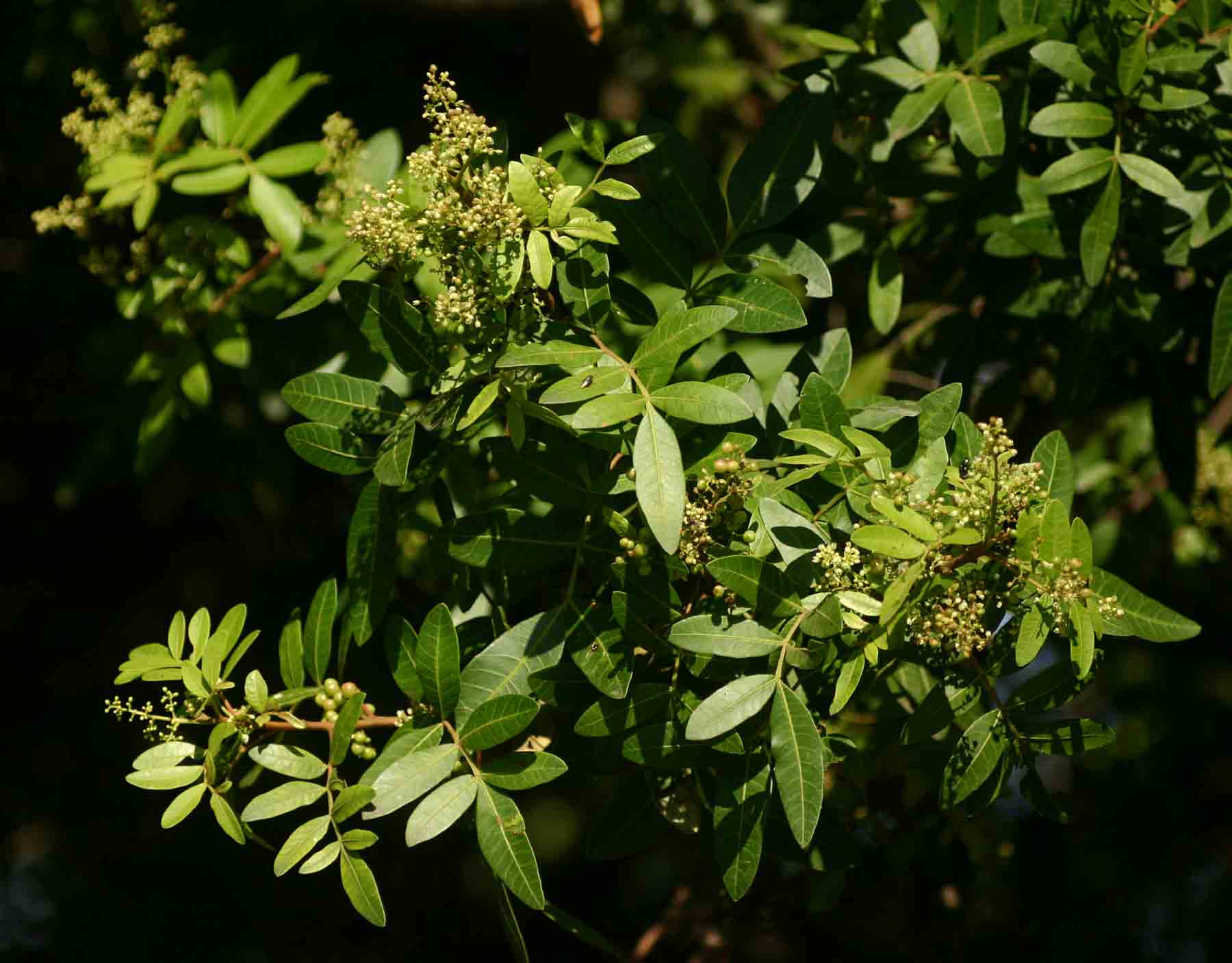 Schinus terebinthifolius
