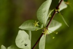 Canthium glaucum subsp. frangula