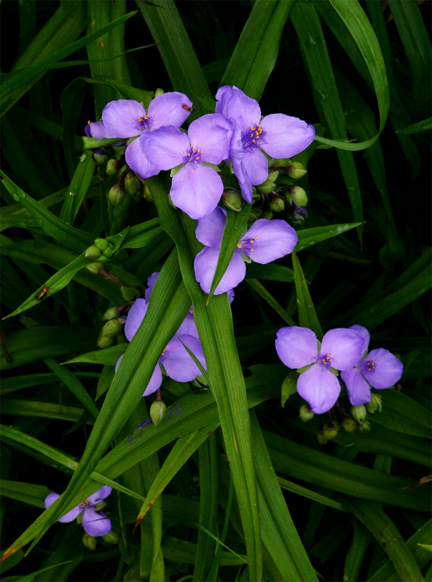 Tradescantia virginiana Tradescantia virginiana