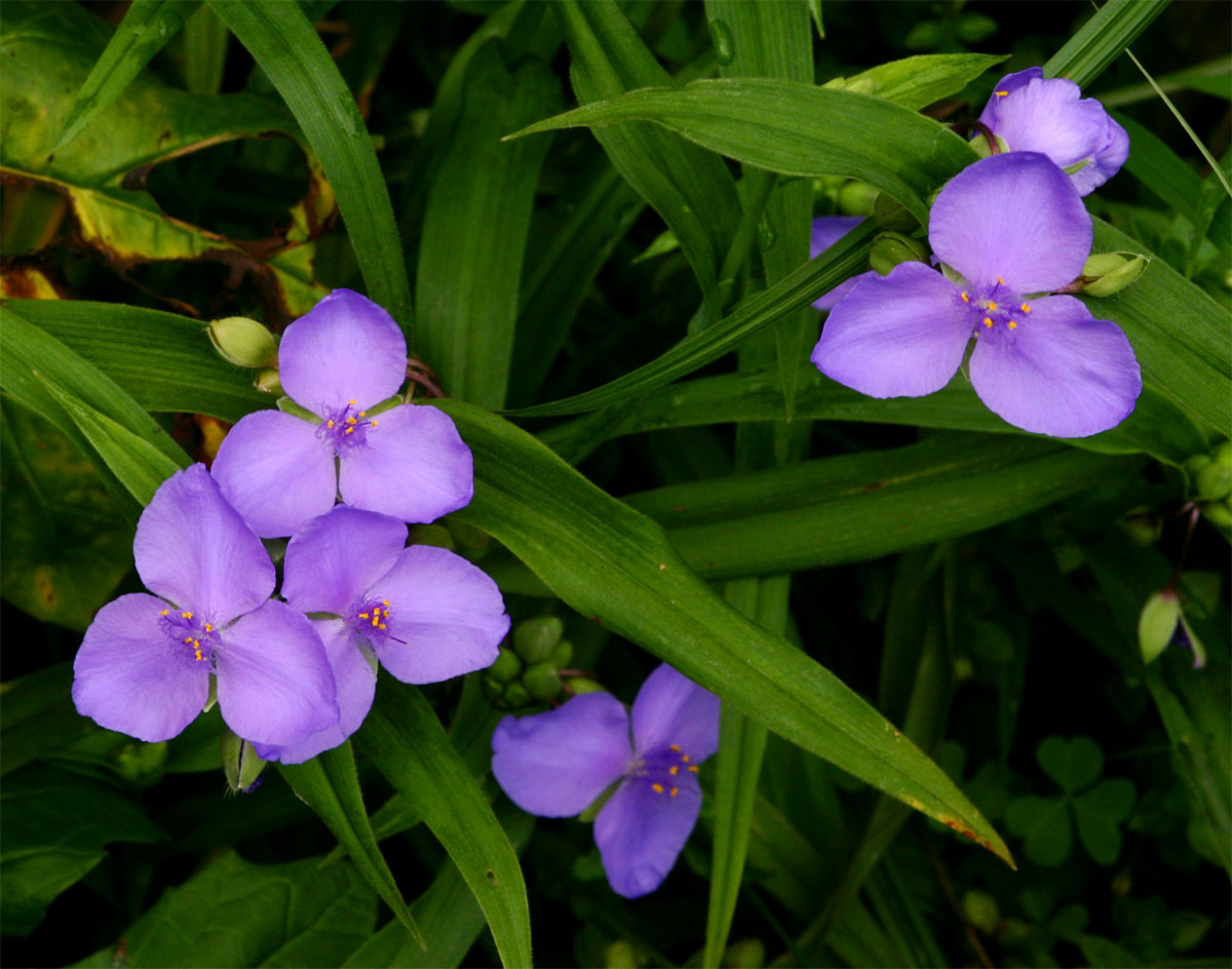 Tradescantia virginiana Tradescantia virginiana