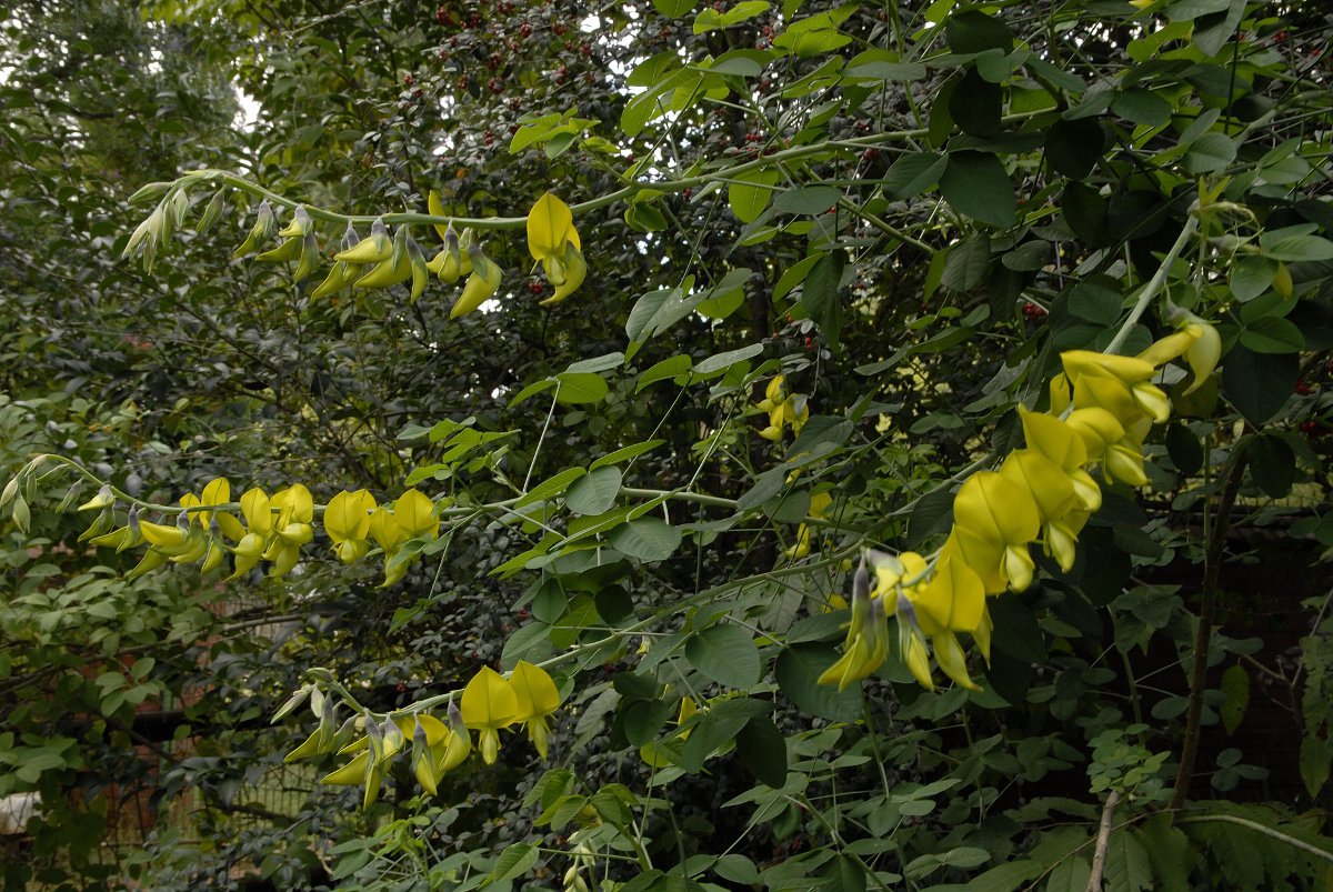 Crotalaria agatiflora subsp. imperialis
