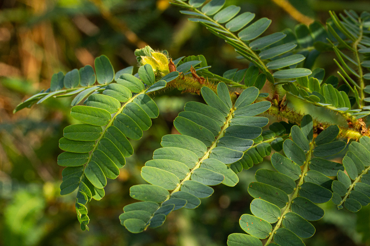 Aeschynomene elaphroxylon