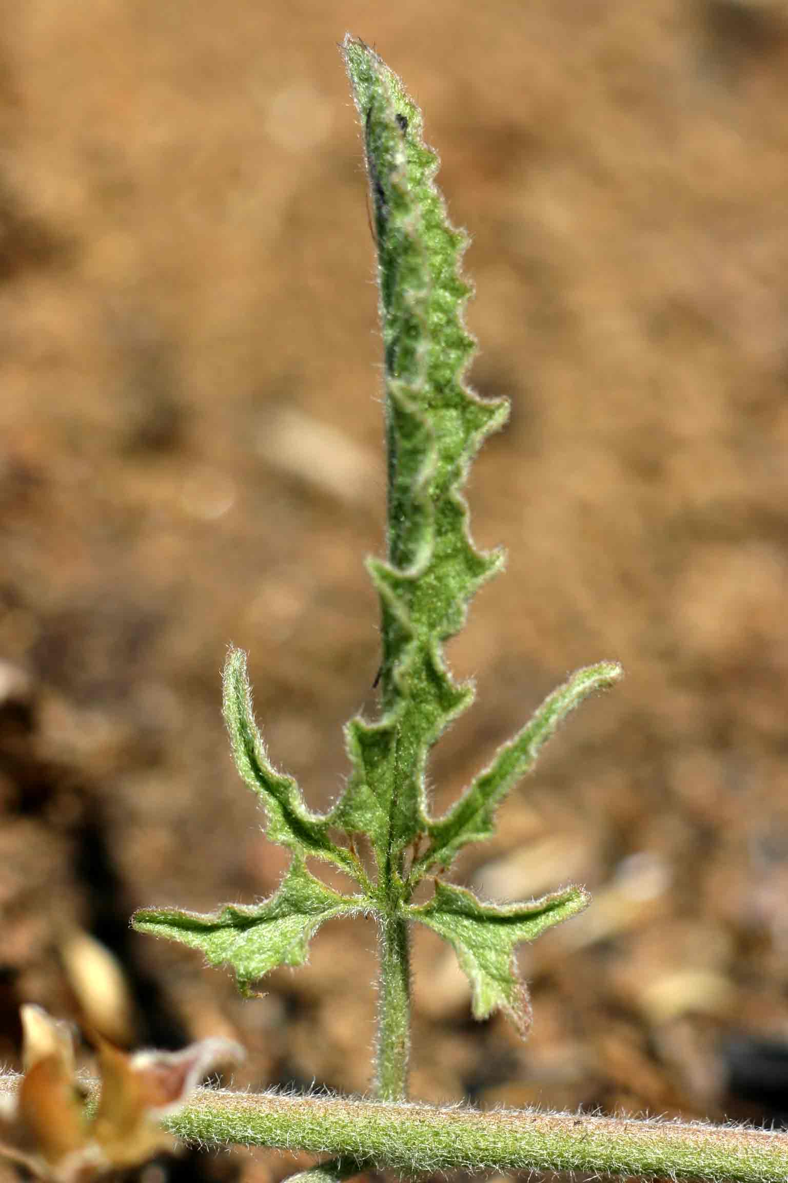 Convolvulus sagittatus Convolvulus sagittatus