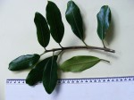 Ficus natalensis subsp. natalensis