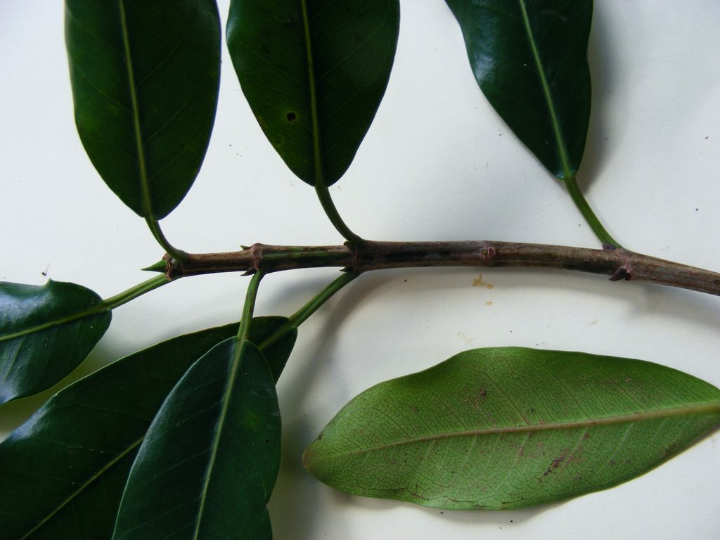 Ficus natalensis subsp. natalensis