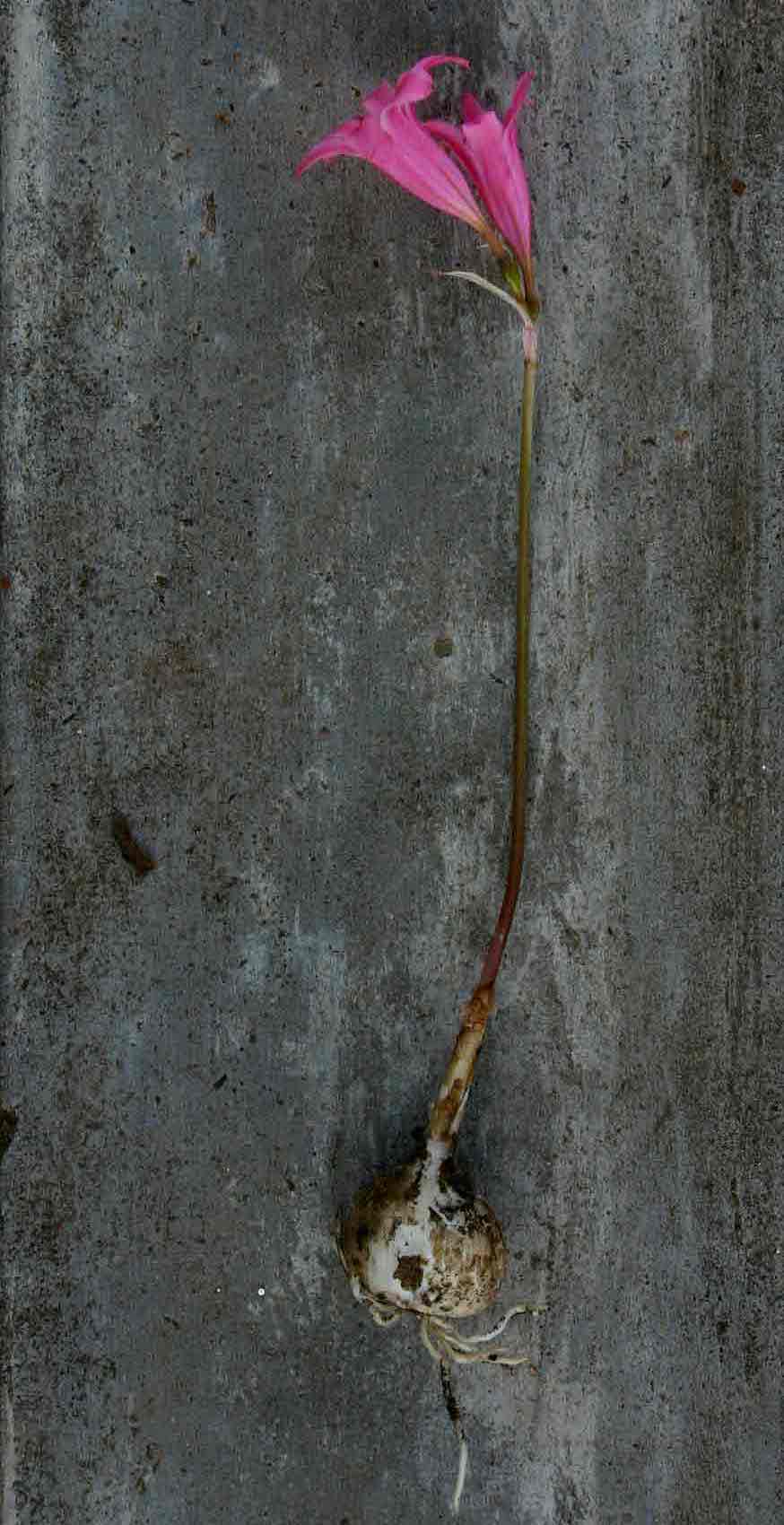 Cyrtanthus galpinii Cyrtanthus galpinii