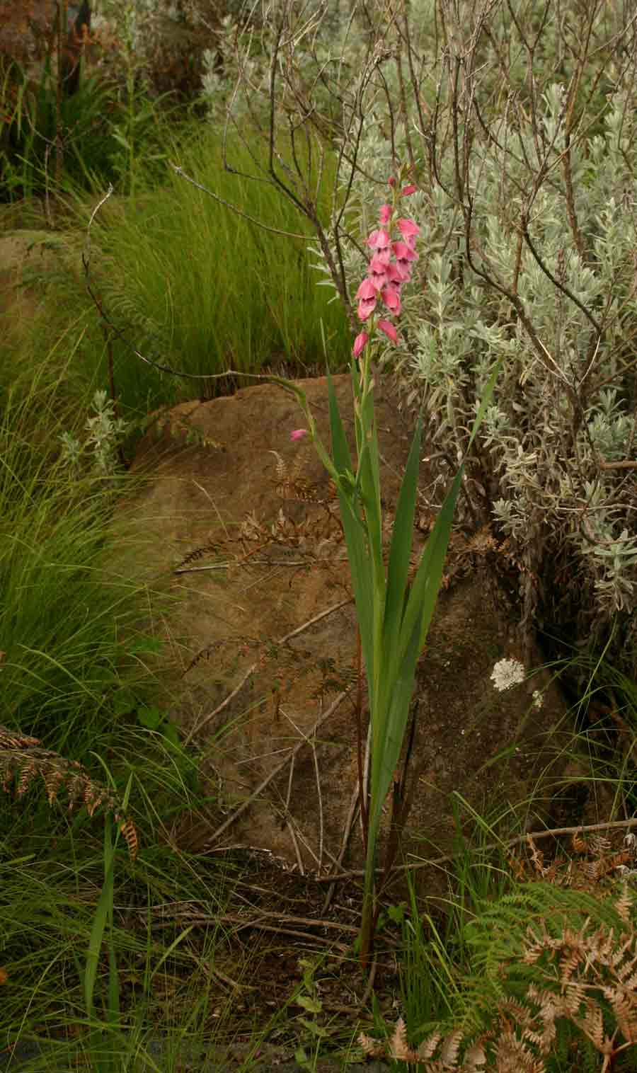 Gladiolus crassifolius