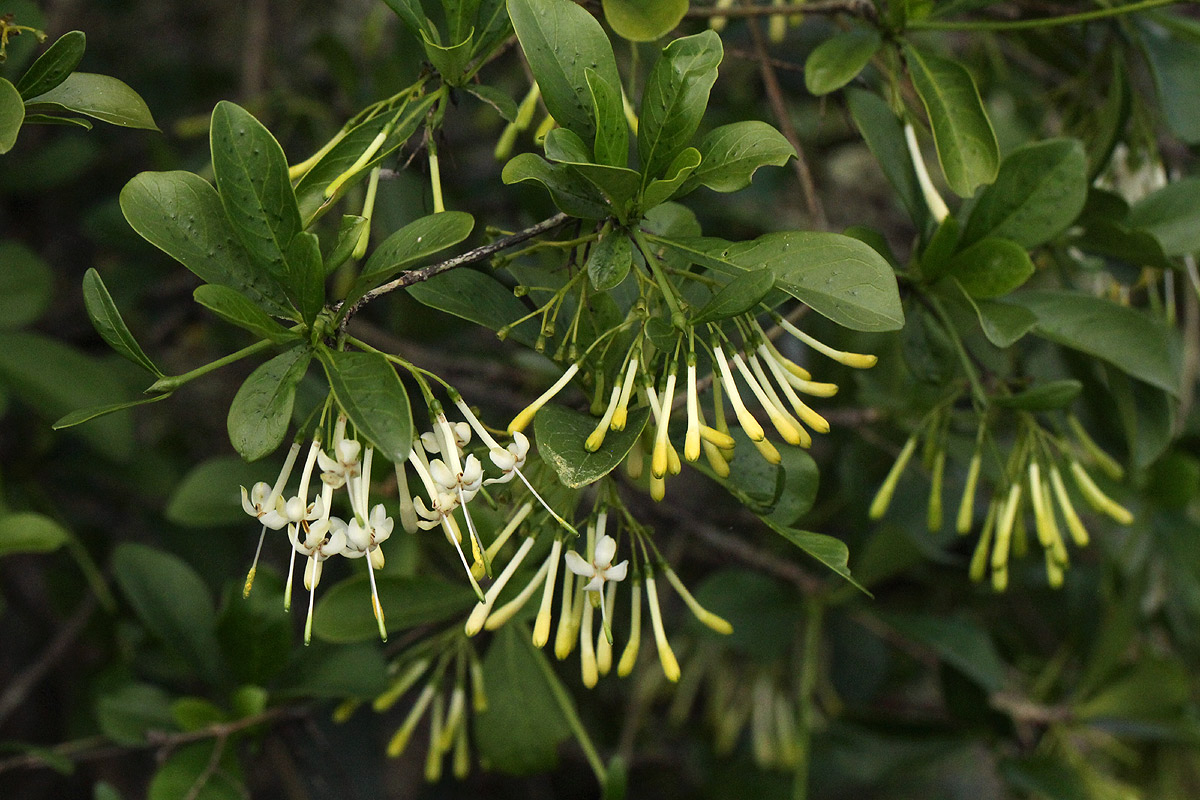 Pavetta gardeniifolia