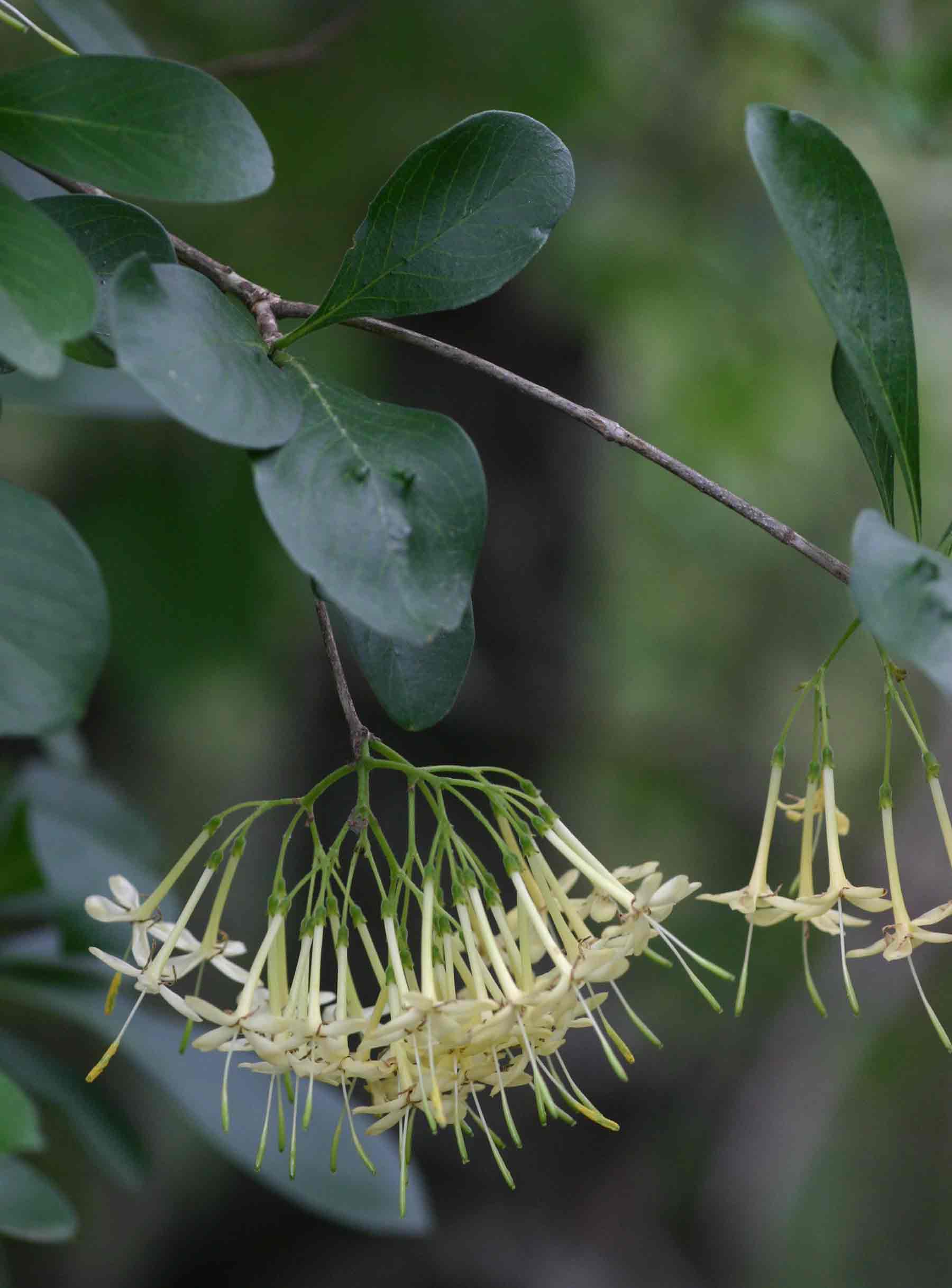 Pavetta gardeniifolia