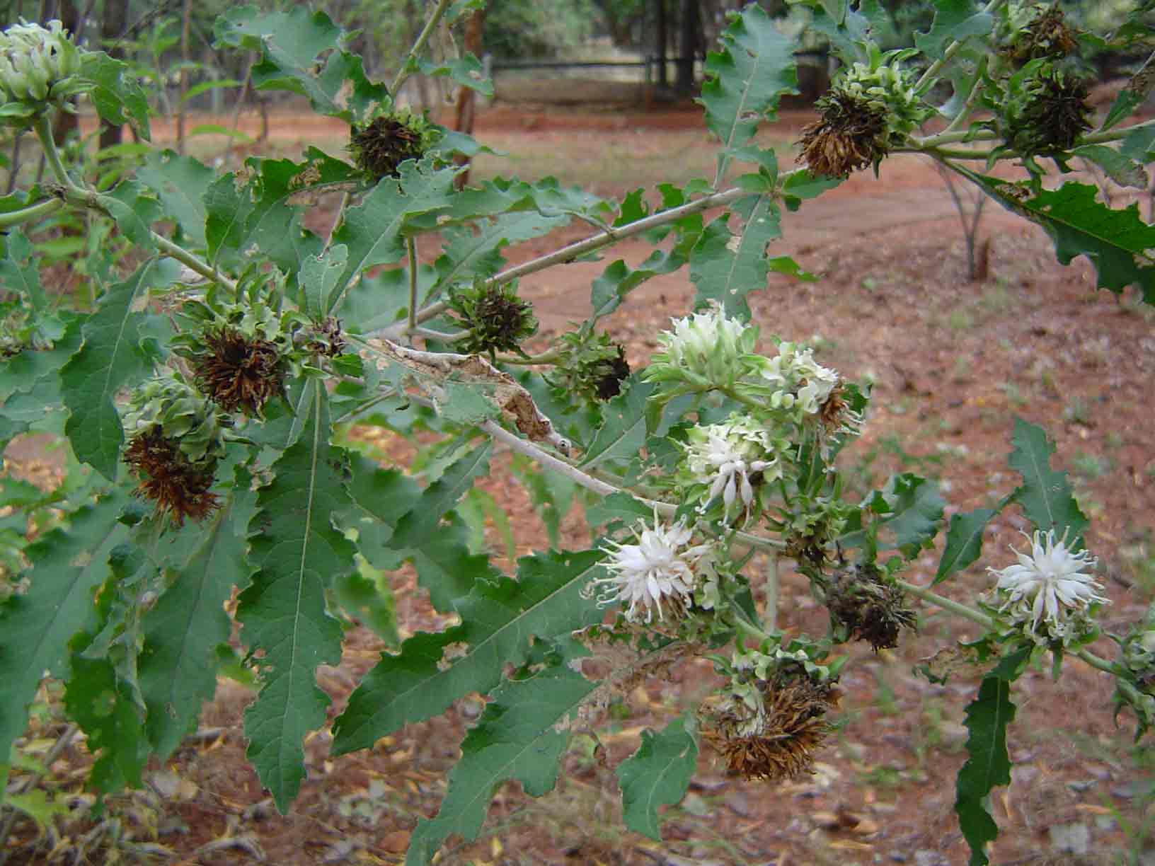 Vernonia adoensis