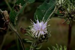 Vernonia adoensis