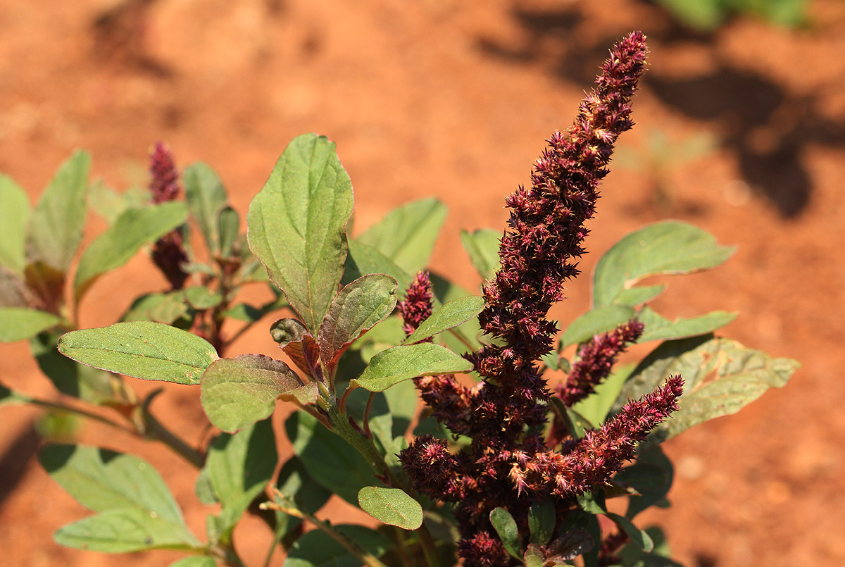 Amaranthus hybridus