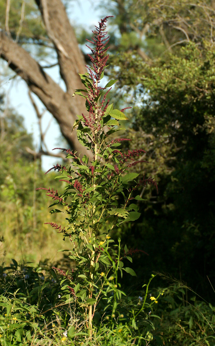 Amaranthus hybridus