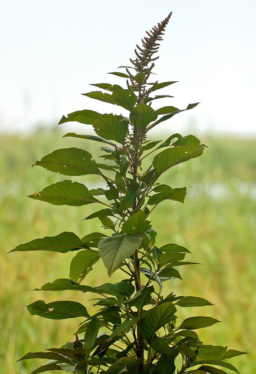 Amaranthus hybridus