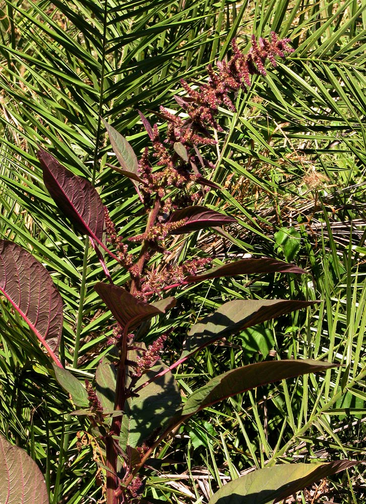 Amaranthus hybridus