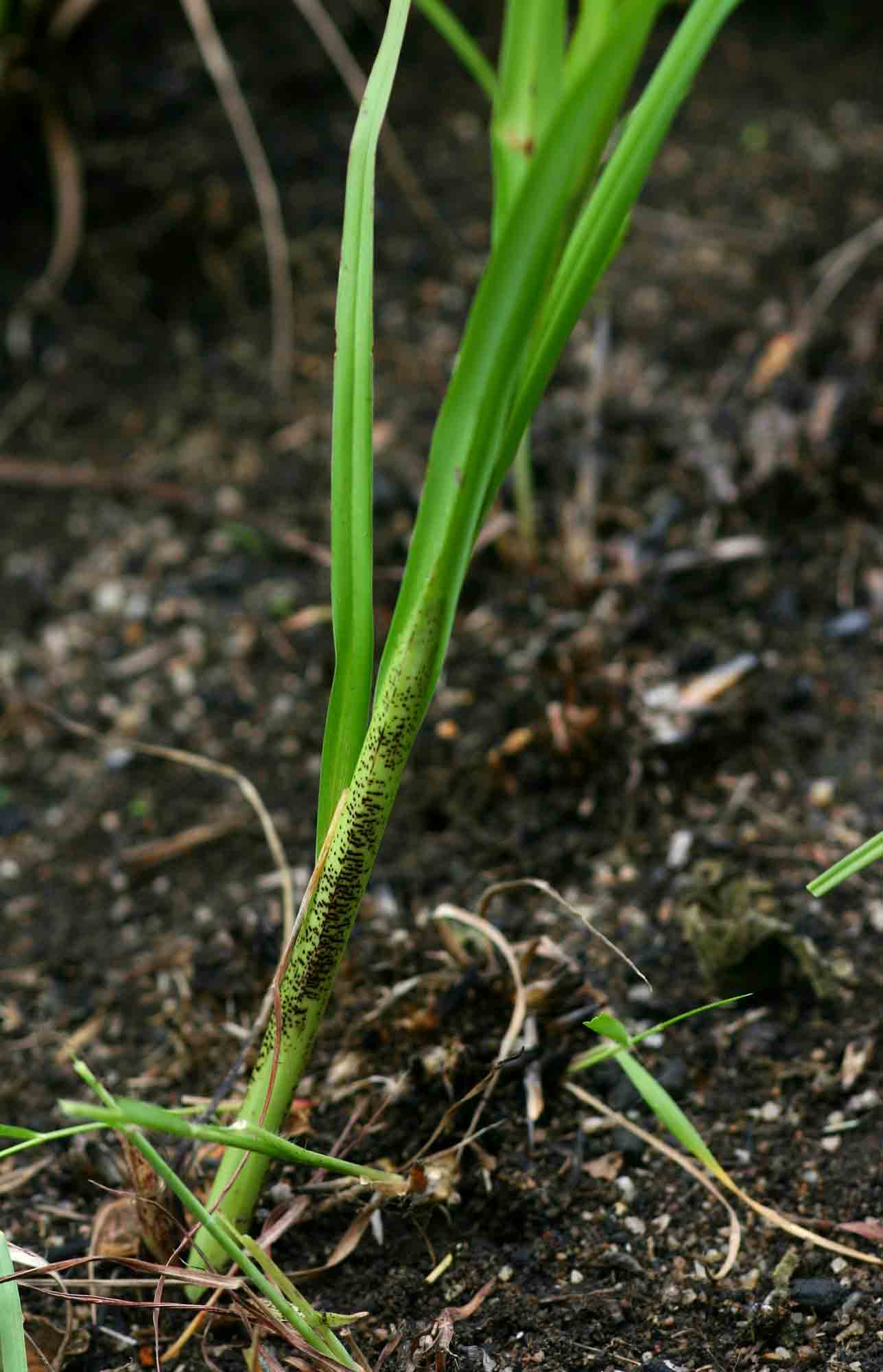Chlorophytum galpinii
