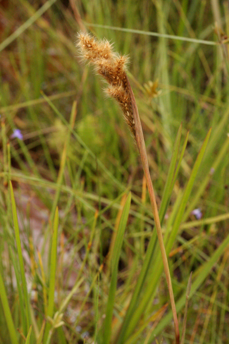 Eriochrysis pallida