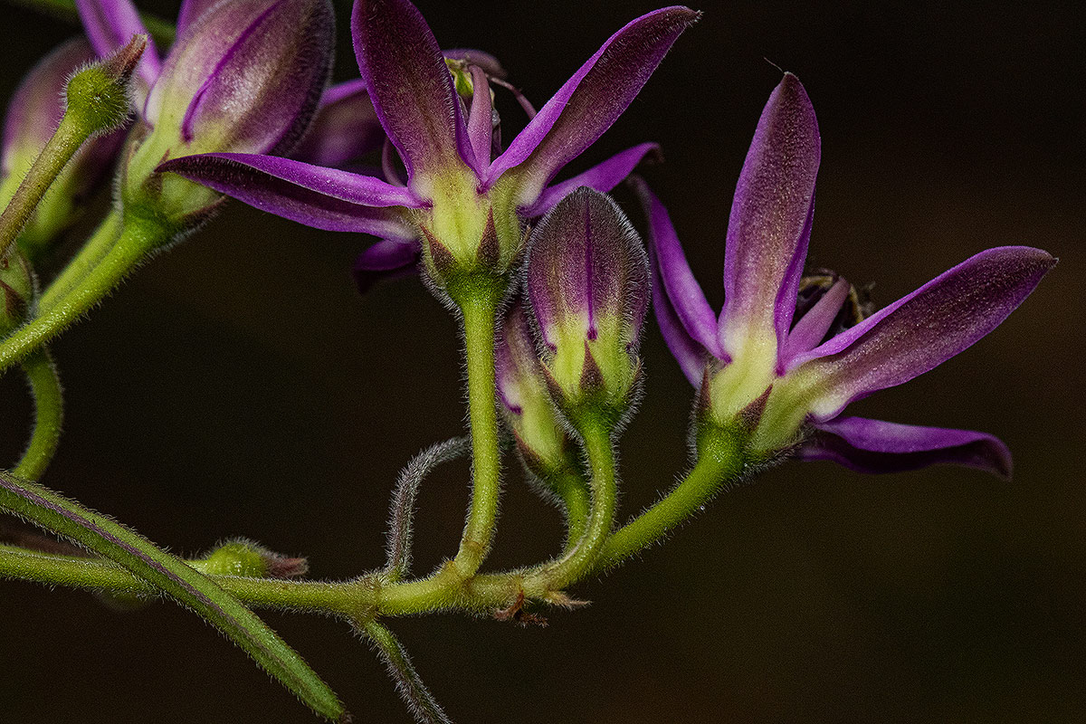 Raphionacme chimanimania