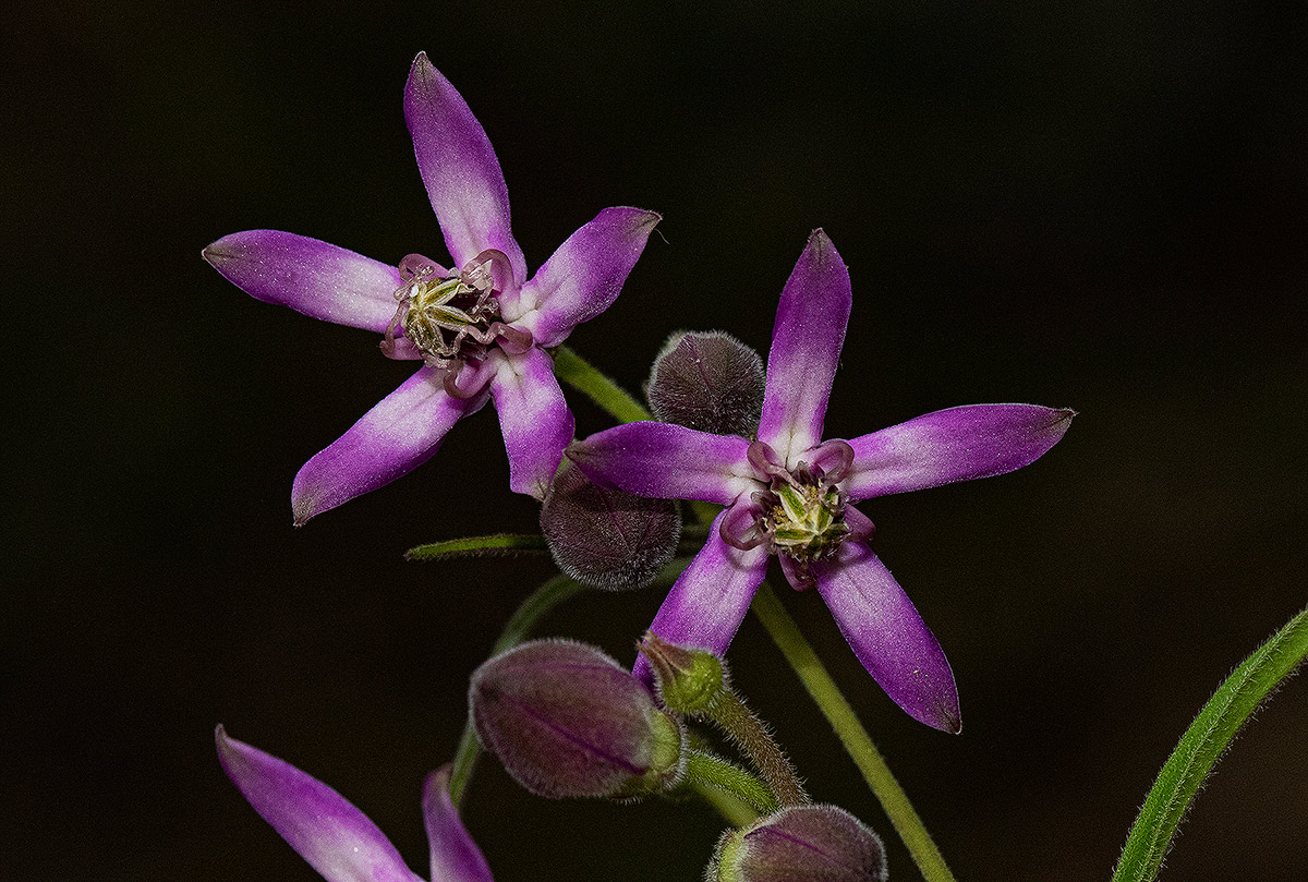 Raphionacme chimanimania