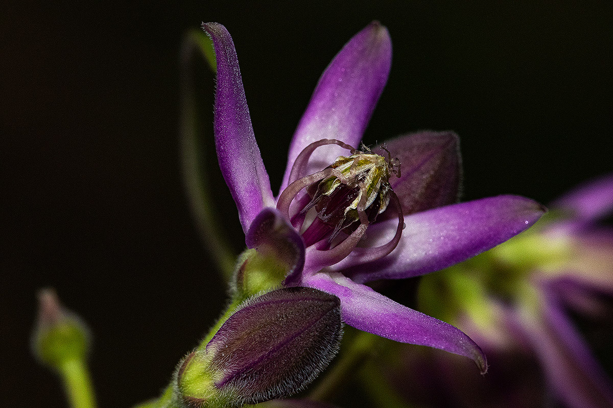 Raphionacme chimanimania