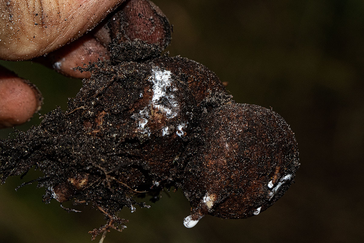 Raphionacme chimanimania