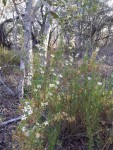 Felicia filifolia