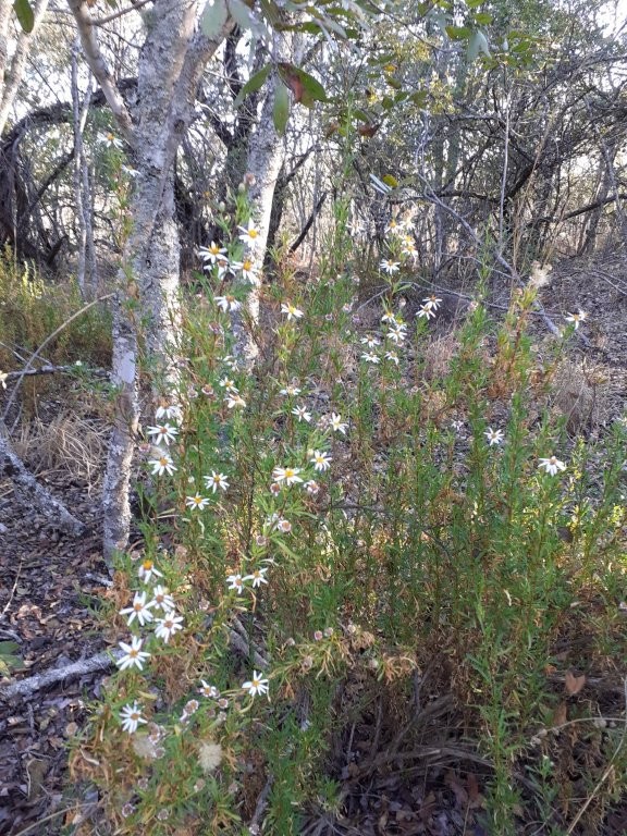 Felicia filifolia