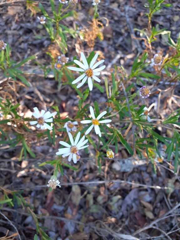Felicia filifolia