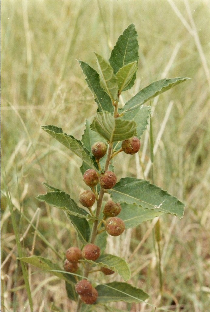 Ficus pygmaea
