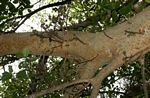 Ficus sycomorus subsp. sycomorus