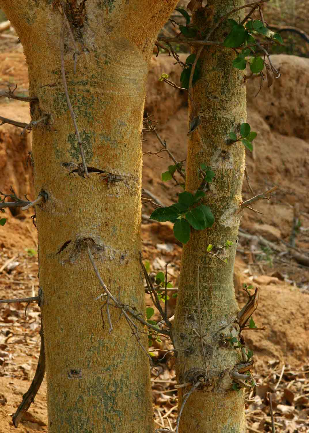 Ficus sycomorus subsp. gnaphalocarpa