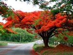 Delonix regia