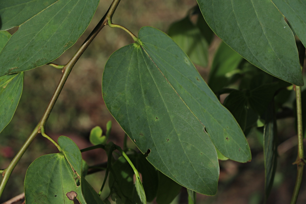 Bauhinia × blakeana