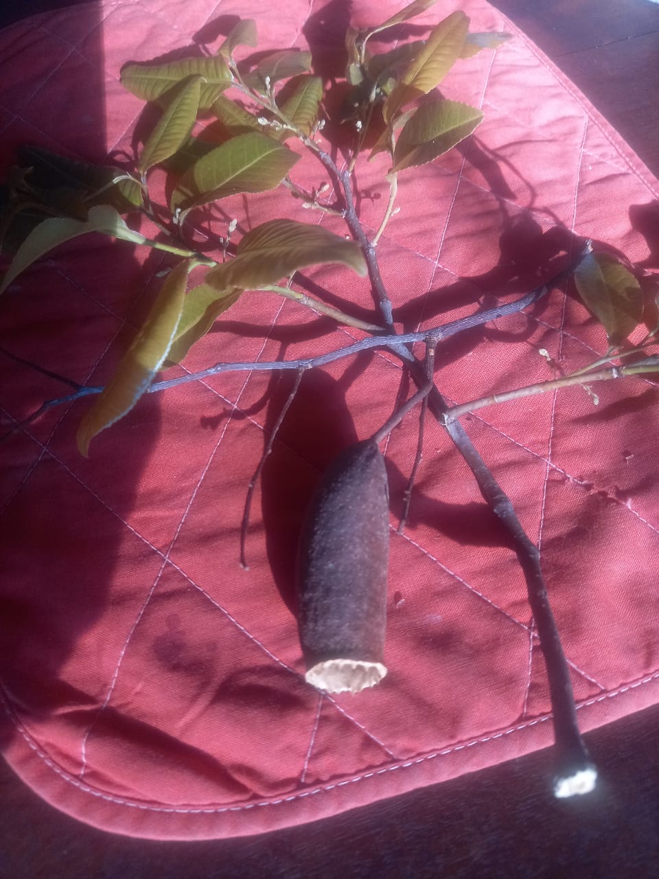 Cariniana estrellensis