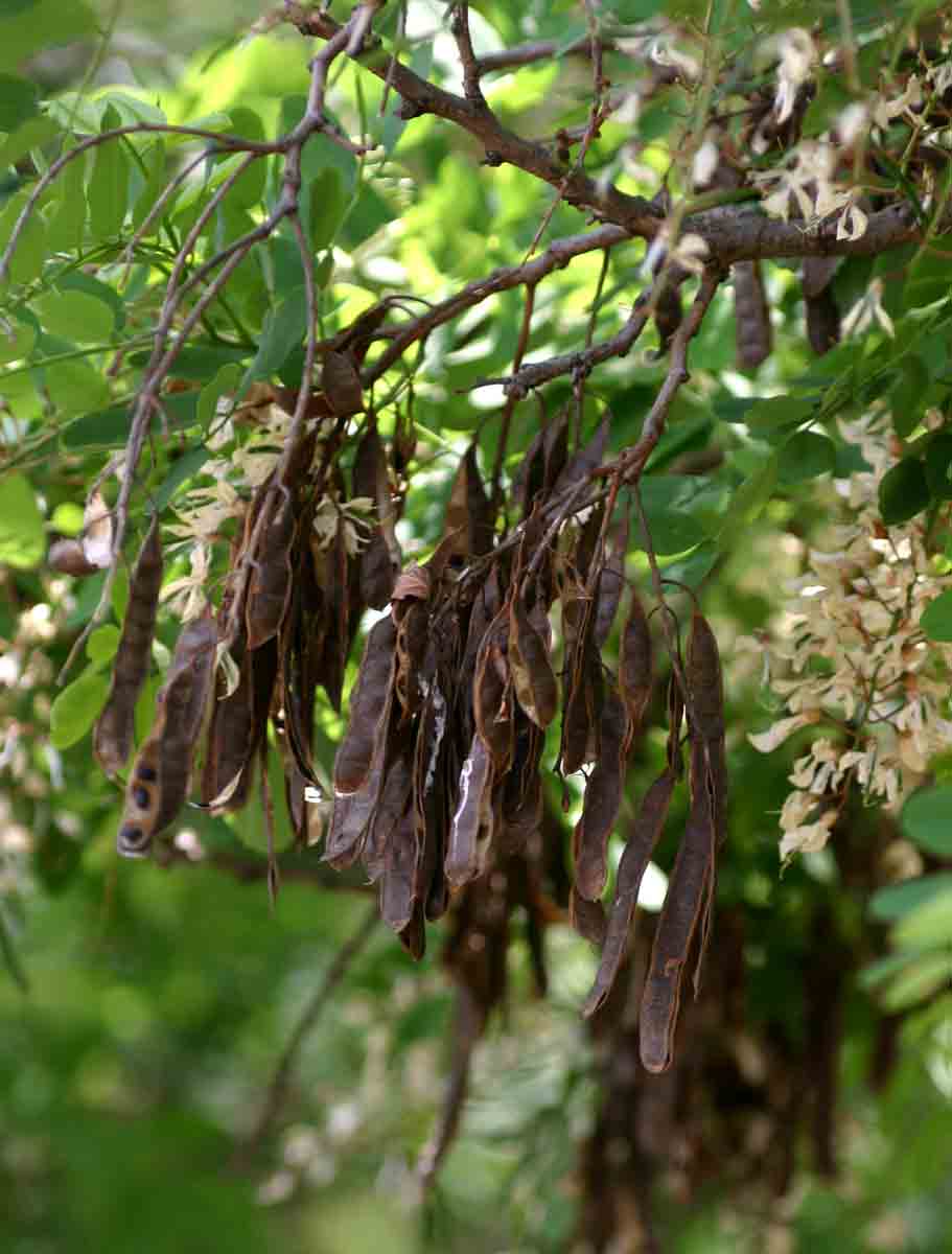 Robinia pseudo-acacia