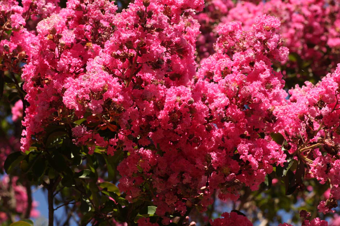 Lagerstroemia indica