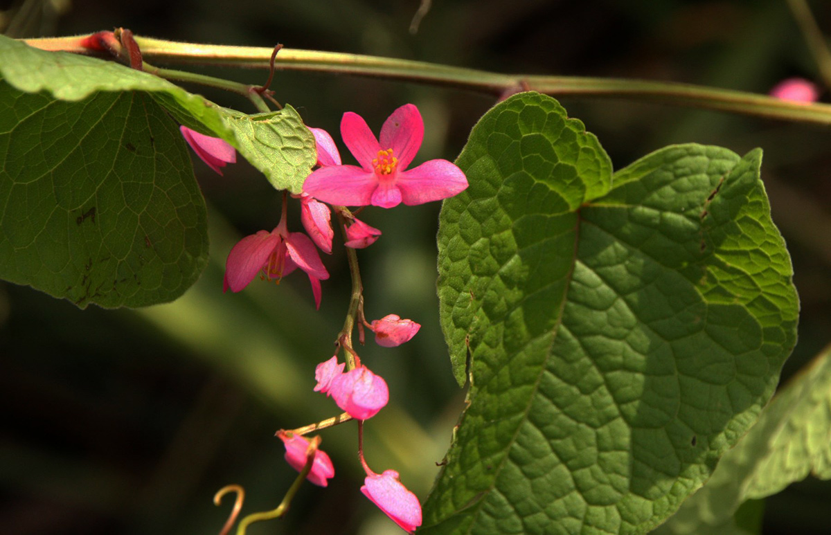 Antigonon leptopus Antigonon leptopus