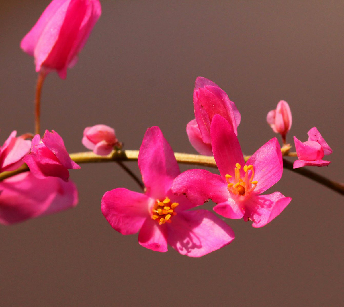 Antigonon leptopus Antigonon leptopus