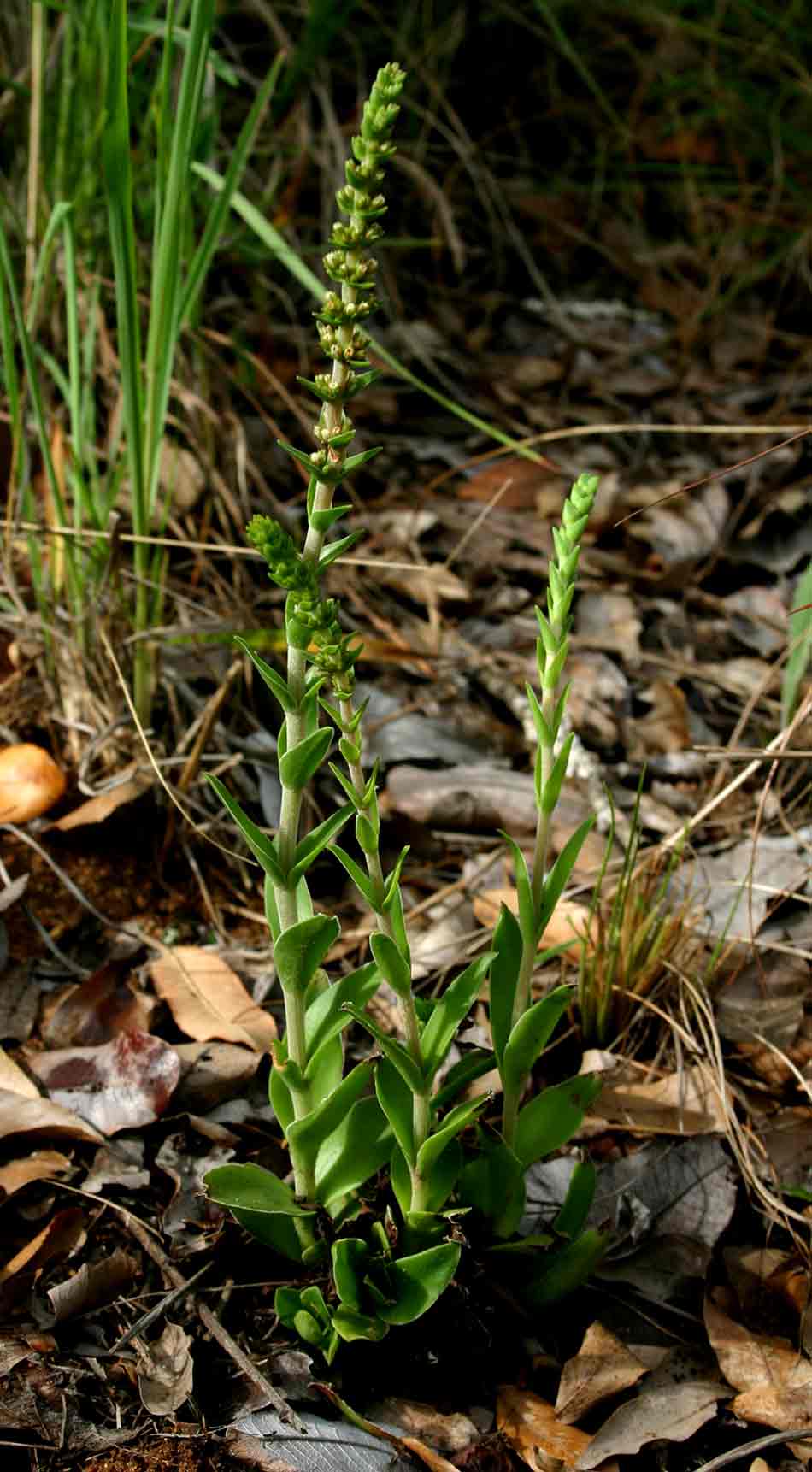 Crassula capitella subsp. nodulosa
