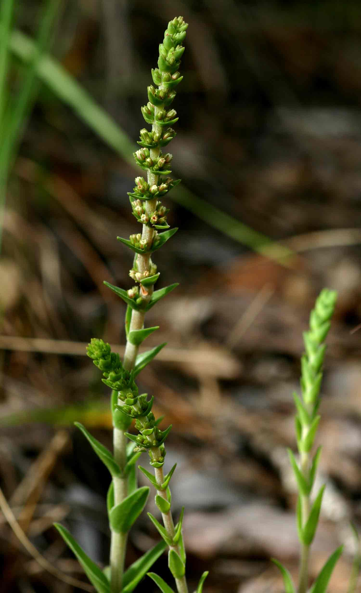 Crassula capitella subsp. nodulosa