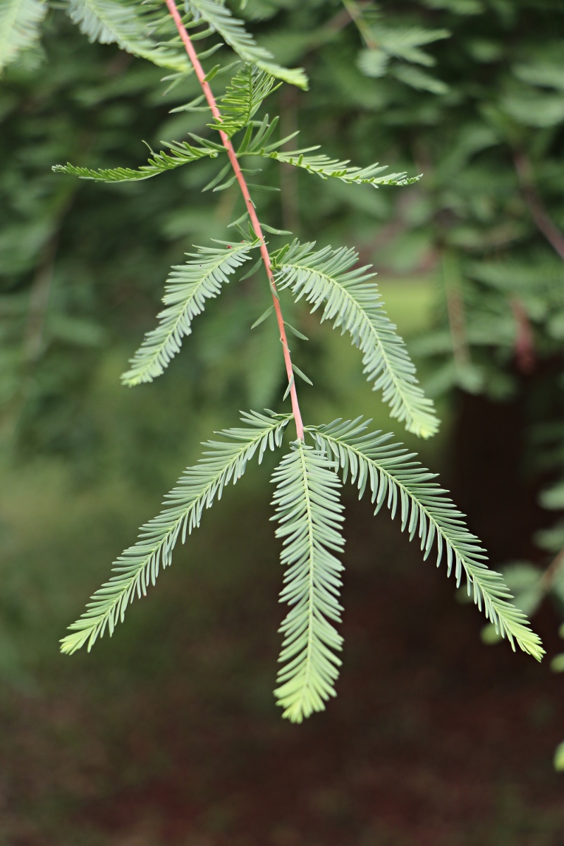 Taxodium distichum Taxodium distichum