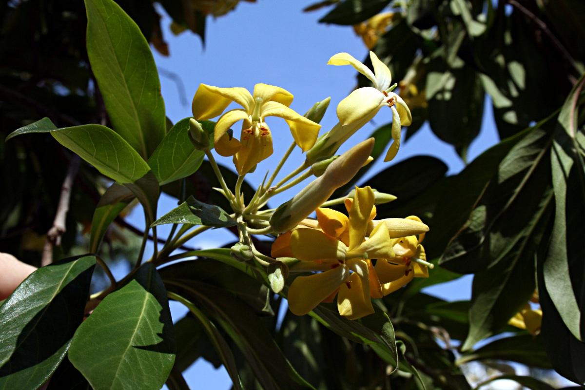 Hymenosporum flavum