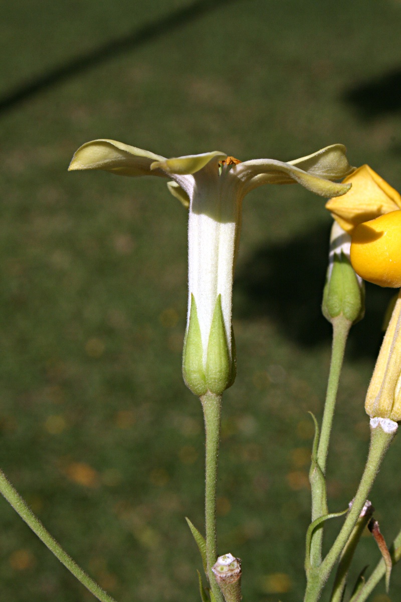 Hymenosporum flavum Hymenosporum flavum