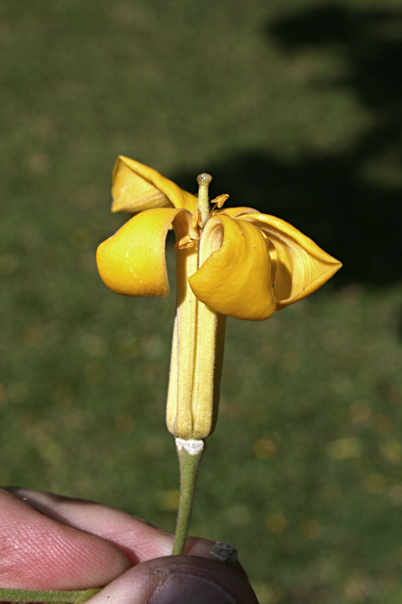 Hymenosporum flavum