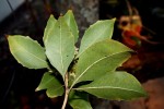 Pittosporum rhombifolium