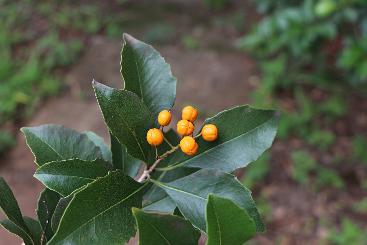 Pittosporum rhombifolium Pittosporum rhombifolium